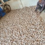 भूमिहीन किसान छेदूराम ने कोसा उत्पादन से अर्जित किए 6.30 लाख रुपये